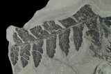 Pennsylvanian Fossil Fern (Mariopteris) Plate - Kentucky #138540-1